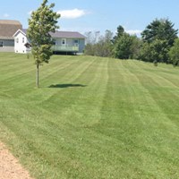 Lush green lawn with neatly striped grass, a young tree, and a residential home in the background, showcasing McIsaac Lawncare's landscaping expertise and outdoor transformation capabilities.