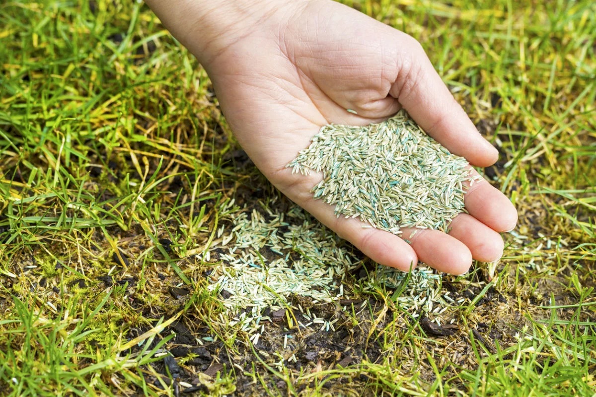 Hand holding traditional grass seed blend over a patchy lawn, illustrating McIsaac Lawn Care's grass seeding services for healthy lawn restoration.