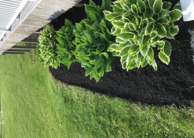 Lush green hostas arranged along a freshly mulched garden bed, enhancing outdoor space aesthetics and reflecting quality landscaping by McIsaac Lawncare.