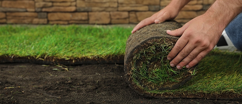 Person installing rolled sod on prepared soil, showcasing professional sod installation for lawn beautification.