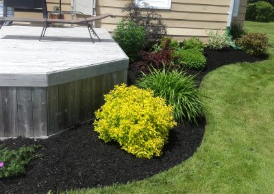 Lush landscaping featuring vibrant yellow shrubbery, dark mulch, and a well-maintained patio area, showcasing McIsaac Lawncare's quality craftsmanship in outdoor transformations.