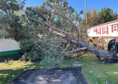 Fallen tree obstructing driveway near residential home, highlighting landscaping and potential lawn care challenges.