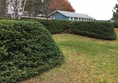 Well-manicured hedges in a landscaped yard with a blue house in the background, showcasing professional lawn care and outdoor transformation by McIsaac Lawncare.
