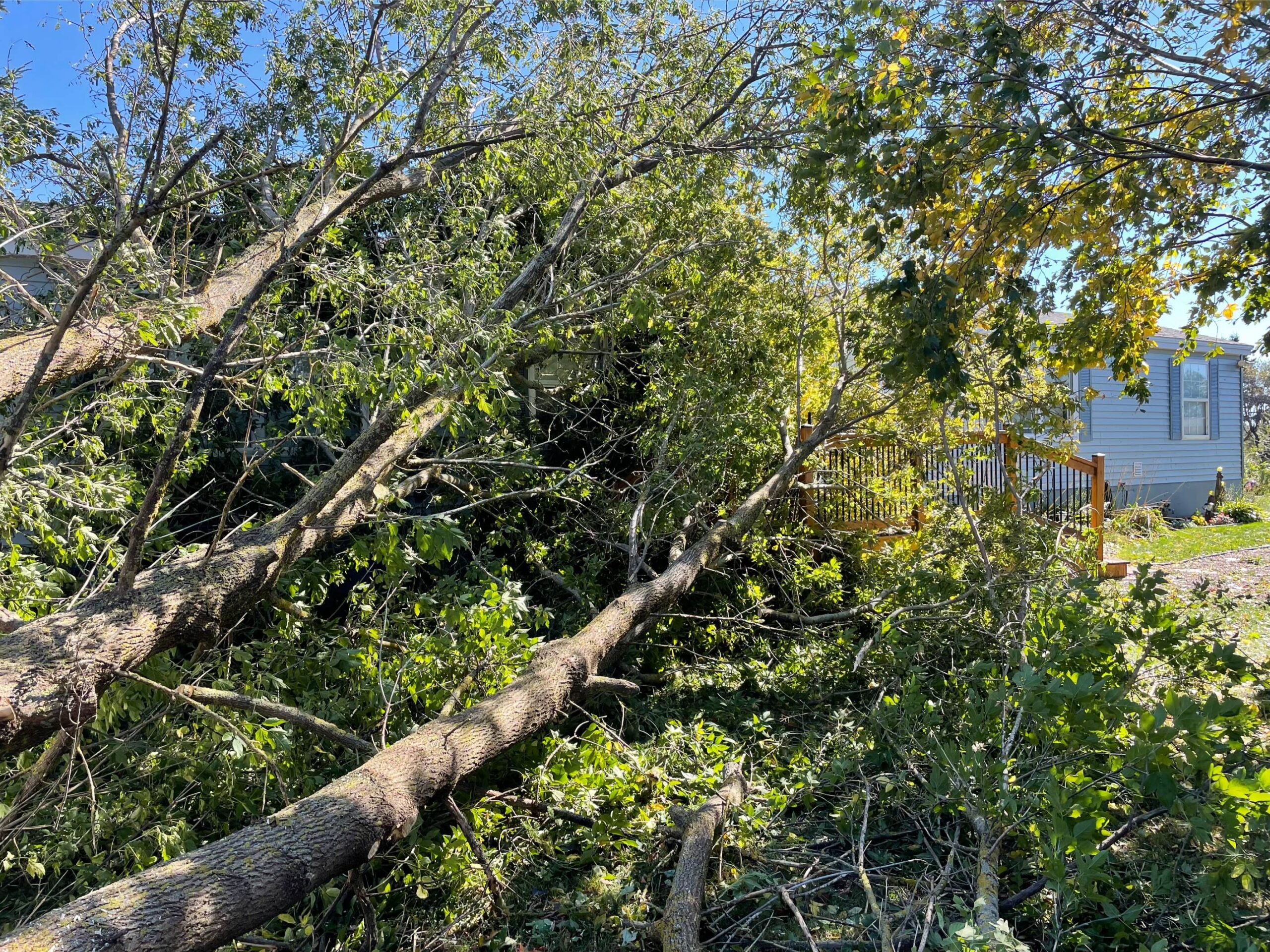 Fallen tree branches and debris obstructing a residential property, highlighting the need for professional tree removal and maintenance services by McIsaac Lawncare for safety and property aesthetics.