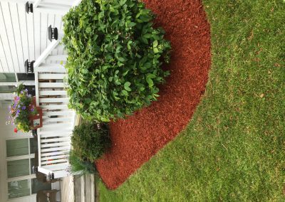 Lush green shrubs surrounded by freshly laid red mulch in a well-maintained lawn, showcasing McIsaac Lawncare's landscaping craftsmanship and outdoor transformation services.
