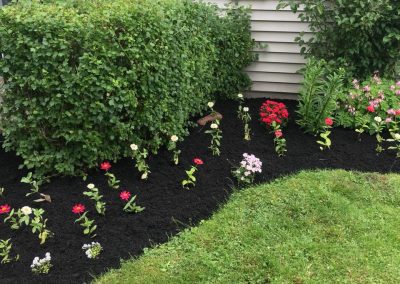 Lush flower bed with vibrant red, pink, and white flowers, bordered by manicured green shrubs and fresh black mulch, showcasing McIsaac Lawncare's quality landscaping craftsmanship.